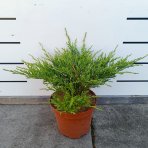 Borievka plazivá (Juniperus horizontalis) ‘ANDORRA COMPACT’ – výška 20-30 cm, ⌀ 20-30 cm, kont. C3L